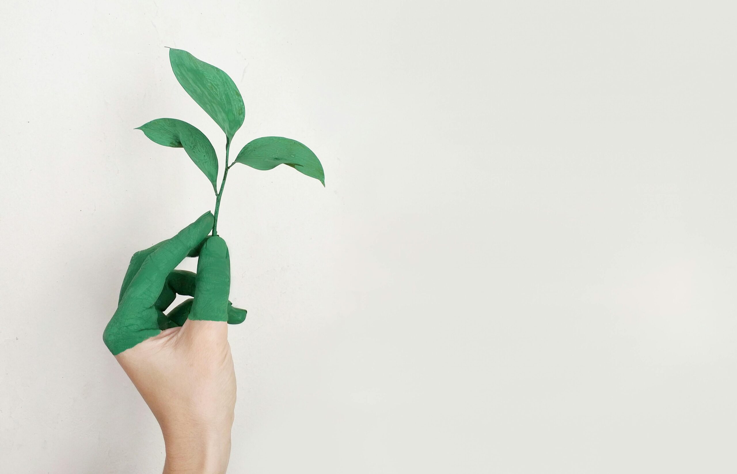 ESG Reporting and Its Growing Importance in Indian Companies A hand painted green holds a fresh plant sprout against a light background, symbolizing growth and sustainability.